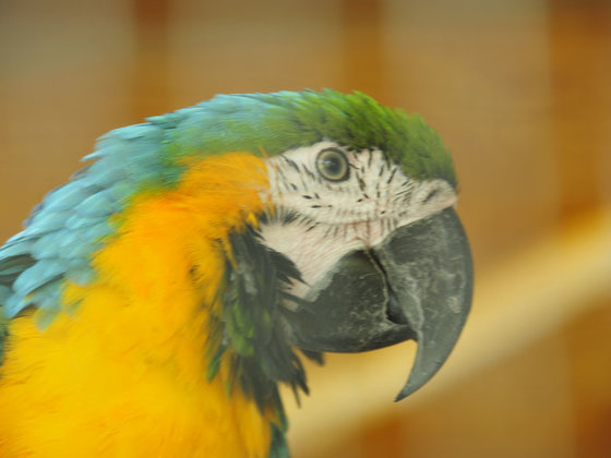 Papagei im Hotel Garni Zerza in Kärnten