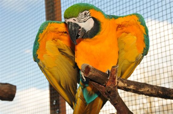 Parrots in the Zerza bed and breakfast in Nassfeld