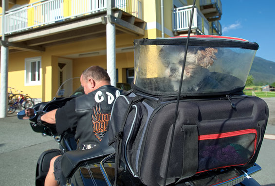 Hund auf der Motorradtour am Nassfeld