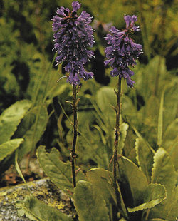 Flower Wulfenia